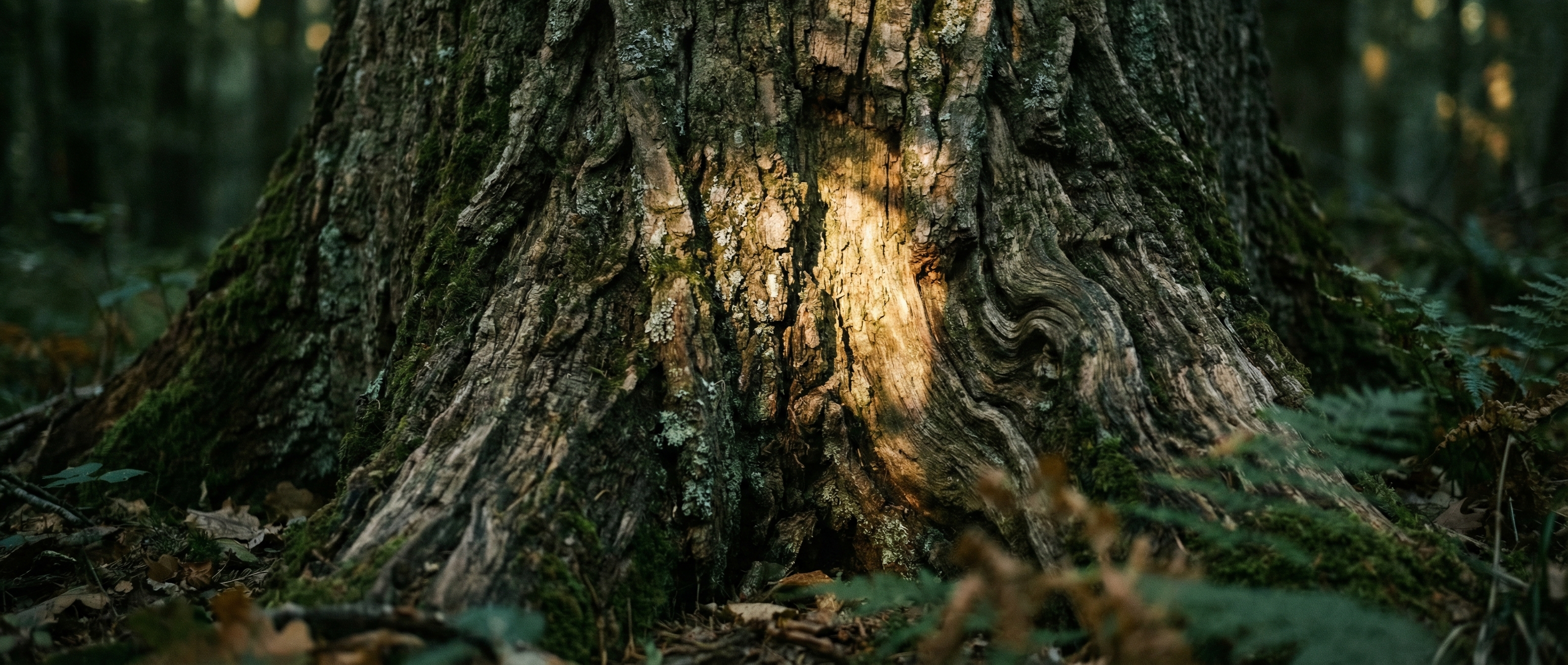 Tree Preservation Orders (TPOs)